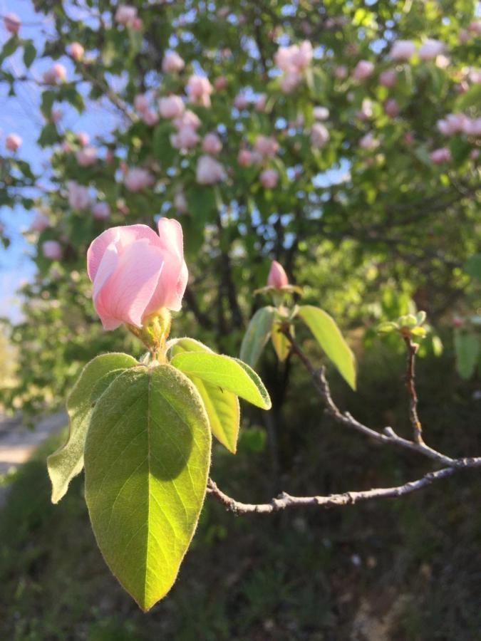 Gite La Cerise Qui Rit La Cresse Eksteriør bilde